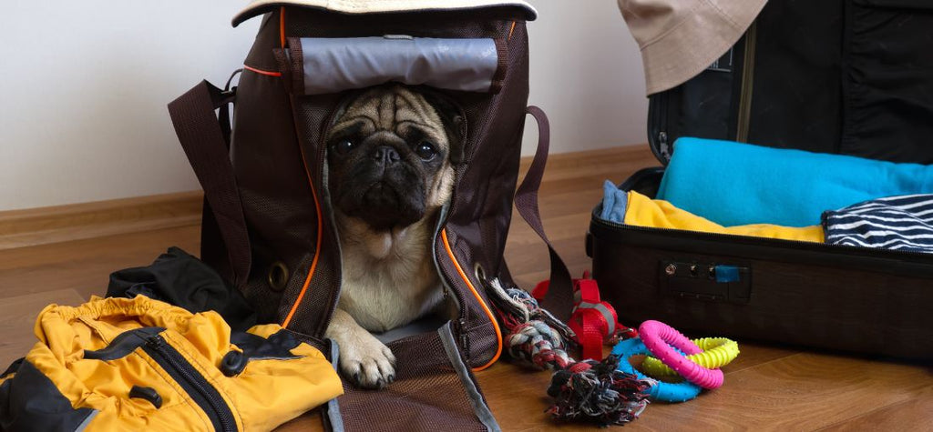 Essential Gear for Dog Camping Trips
