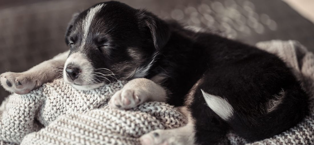 What to Expect When Bringing Home a New Puppy
