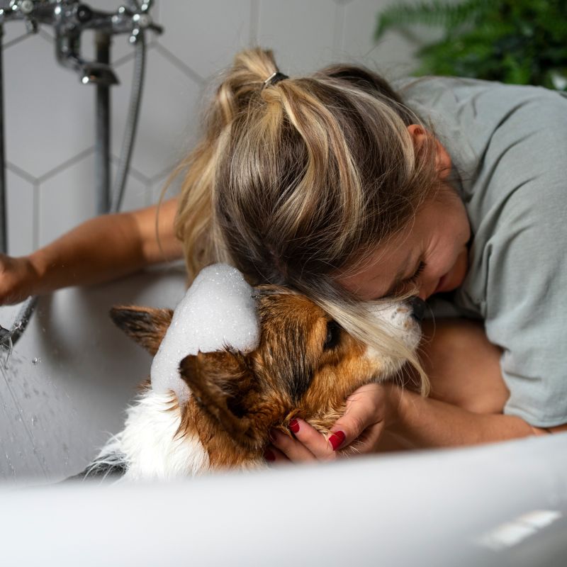 Caring for your pet's skin and coat